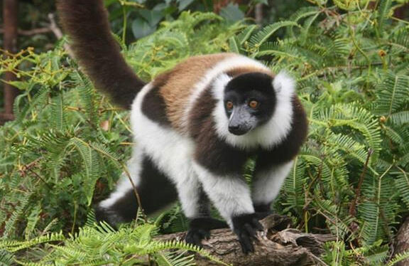 Lemur